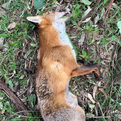 Vulpes vulpes (Red Fox) at Jamberoo, NSW - 15 Jul 2025 by bmott