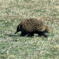 Tachyglossus aculeatus (Short-beaked Echidna) at Kambah, ACT - 3 Aug 2025 by HelenCross