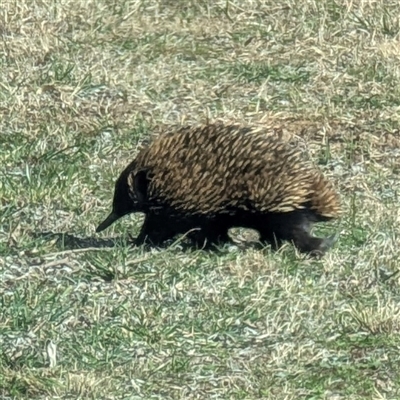 Tachyglossus aculeatus (Short-beaked Echidna) at Kambah, ACT - 3 Aug 2025 by HelenCross