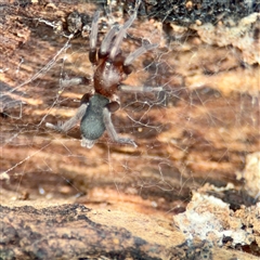 Gnaphosidae (family) (Ground spider) at Ainslie, ACT - 3 Aug 2025 by Hejor1