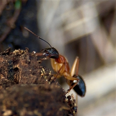 Camponotus nigriceps (Black-headed sugar ant) at Ainslie, ACT - 3 Aug 2025 by Hejor1