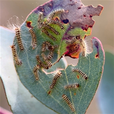Uraba lugens (Gumleaf Skeletonizer) at Ainslie, ACT - 3 Aug 2025 by Hejor1