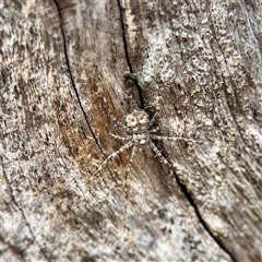 Tamopsis sp. (genus) (Two-tailed spider) at Ainslie, ACT - 3 Aug 2025 by Hejor1
