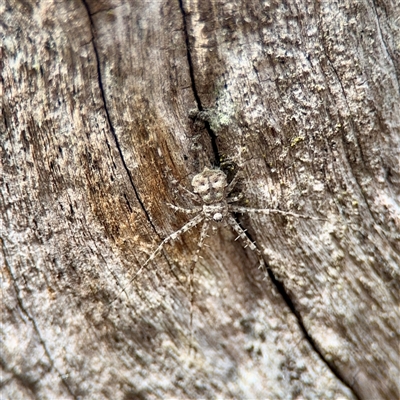 Tamopsis sp. (genus) (Two-tailed spider) at Ainslie, ACT - 3 Aug 2025 by Hejor1