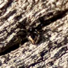 Euryopis sp. (genus) (An ant eating spider) at Ainslie, ACT - 3 Aug 2025 by Hejor1