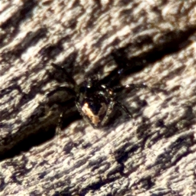 Euryopis sp. (genus) (An ant eating spider) at Ainslie, ACT - 3 Aug 2025 by Hejor1