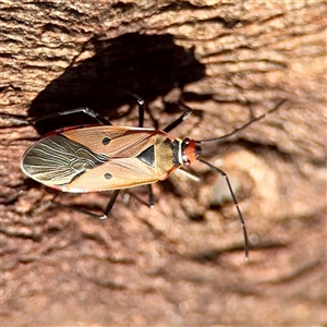 Dysdercus sidae (Pale Cotton Stainer) at Ainslie, ACT - 3 Aug 2025 by Hejor1