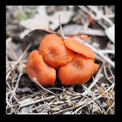 Laccaria sp. (Laccaria) at Kambah, ACT - 3 Aug 2025 by AlanH