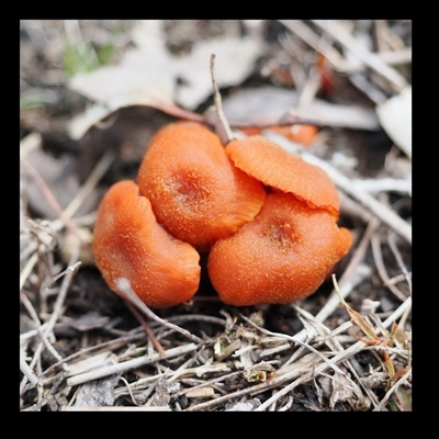 Laccaria sp. (Laccaria) at Kambah, ACT - 3 Aug 2025 by AlanH