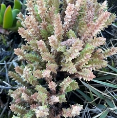 Crassula sieberiana (Austral Stonecrop) at Burrill Lake, NSW - 28 Jul 2025 by Jennybach