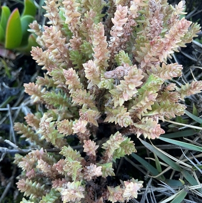 Crassula sieberiana (Austral Stonecrop) at Burrill Lake, NSW - 28 Jul 2025 by Jennybach