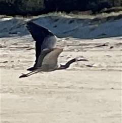 Egretta novaehollandiae (White-faced Heron) at Ulladulla, NSW - 28 Jul 2025 by Jennybach