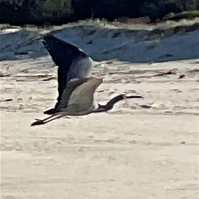 Egretta novaehollandiae (White-faced Heron) at Ulladulla, NSW - 28 Jul 2025 by Jennybach