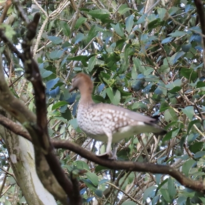 Chenonetta jubata (Australian Wood Duck) at Kangaroo Valley, NSW - 4 Aug 2025 by lbradley
