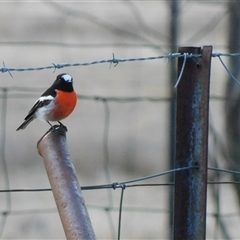 Petroica boodang (Scarlet Robin) at Symonston, ACT - 3 Aug 2025 by CallumBraeRuralProperty