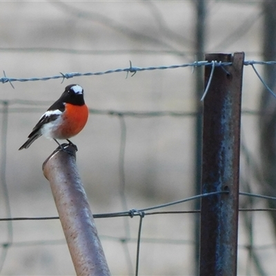 Petroica boodang (Scarlet Robin) at Symonston, ACT - 3 Aug 2025 by CallumBraeRuralProperty