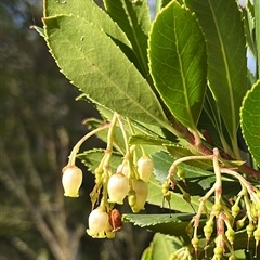 Arbutus unedo (Strawberry Tree) at Acton, ACT - 4 Aug 2025 by RWPurdie