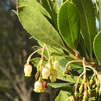 Arbutus unedo (Strawberry Tree) at Acton, ACT - 4 Aug 2025 by RWPurdie