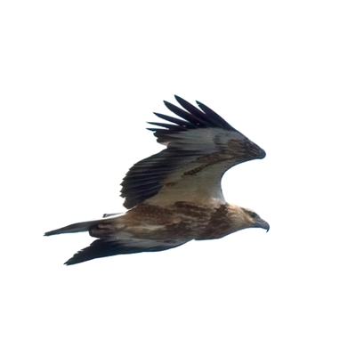 Icthyophaga leucogaster (White-bellied Sea-Eagle) at Guerilla Bay, NSW - 31 Jul 2025 by jb2602