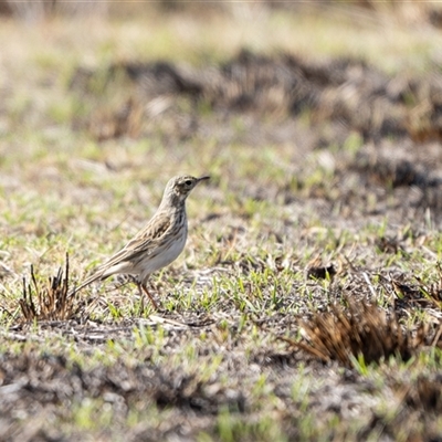 Anthus australis (Australian Pipit) at Strathnairn, ACT - 3 Aug 2025 by Cristy1676