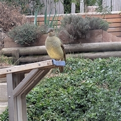 Ptilonorhynchus violaceus (Satin Bowerbird) at Fadden, ACT - 4 Aug 2025 by mroseby