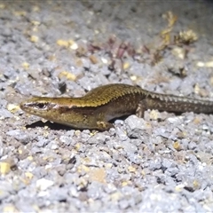 Oligosoma lichenigera (Lord Howe Island Skink) at Lord Howe Island, NSW - 22 Feb 2012 by MichaelBedingfield