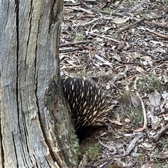 Tachyglossus aculeatus (Short-beaked Echidna) at Forde, ACT - 4 Aug 2025 by Jenny54