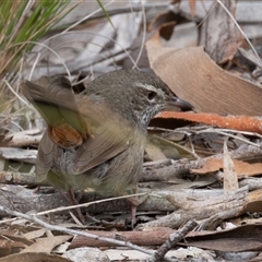 Hylacola pyrrhopygia (Chestnut-rumped Heathwren) at Denman Prospect, ACT - 4 Aug 2025 by rawshorty