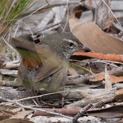Hylacola pyrrhopygia (Chestnut-rumped Heathwren) at Denman Prospect, ACT - 4 Aug 2025 by rawshorty