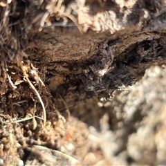 Papyrius sp. (genus) (A Coconut Ant) at Symonston, ACT - 4 Aug 2025 by Mike