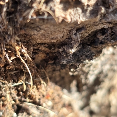 Papyrius sp. (genus) (A Coconut Ant) at Symonston, ACT - 4 Aug 2025 by Mike