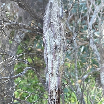 Metura elongatus (Saunders' Case Moth) at Ulladulla, NSW - 28 Jul 2025 by Jennybach