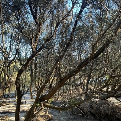 Casuarina glauca (Swamp She-oak) at Ulladulla, NSW - 28 Jul 2025 by Jennybach