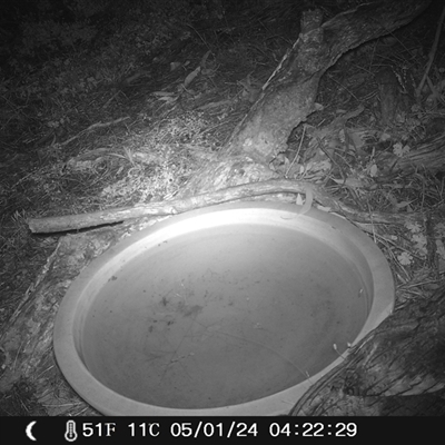 Podargus strigoides (Tawny Frogmouth) at Ballyroe, NSW - 5 Jan 2024 by TwoRivers