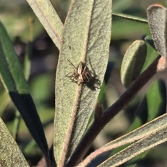 Oxyopes (genus) (Lynx spider) at Symonston, ACT - 4 Aug 2025 by Mike