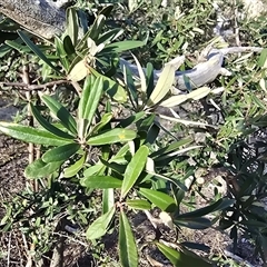Pyracantha angustifolia (Firethorn, Orange Firethorn) at Symonston, ACT - 4 Aug 2025 by Mike