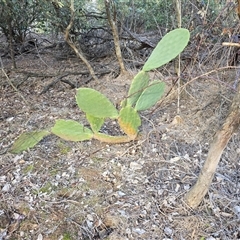 Opuntia ficus-indica (Indian Fig, Spineless Cactus) at Symonston, ACT - 4 Aug 2025 by Mike
