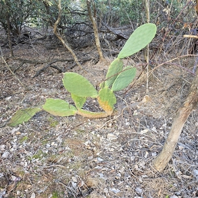 Opuntia ficus-indica (Indian Fig, Spineless Cactus) at Symonston, ACT - 4 Aug 2025 by Mike