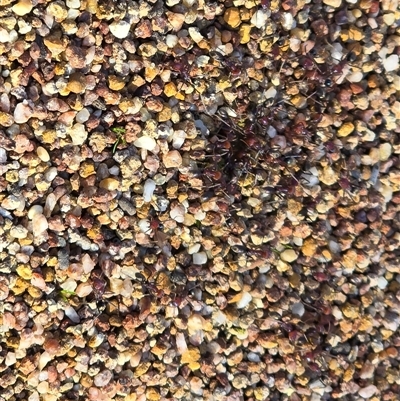 Iridomyrmex purpureus (Meat Ant) at Symonston, ACT - 4 Aug 2025 by Mike