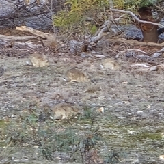Oryctolagus cuniculus (European Rabbit) at Symonston, ACT - 4 Aug 2025 by Mike