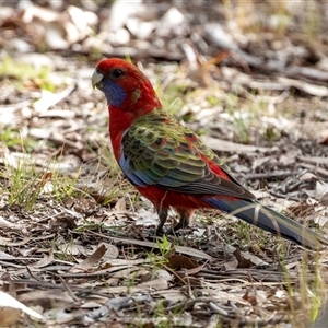 Platycercus elegans (Crimson Rosella) at Hawker, ACT - 4 Aug 2025 by AlisonMilton