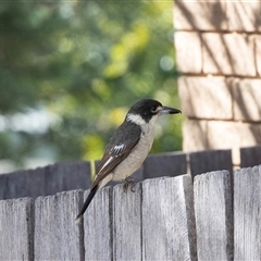 Cracticus torquatus (Grey Butcherbird) at Scullin, ACT - 4 Aug 2025 by AlisonMilton