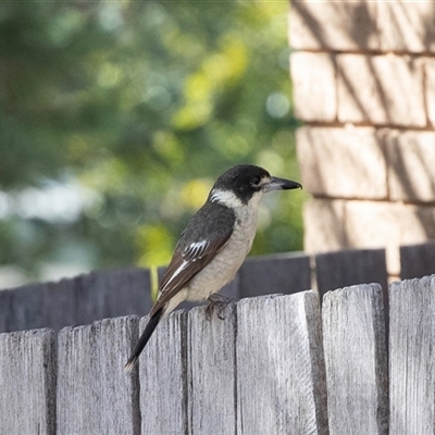 Cracticus torquatus (Grey Butcherbird) at Scullin, ACT - 4 Aug 2025 by AlisonMilton