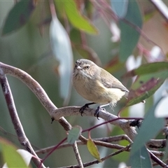 Smicrornis brevirostris (Weebill) at Hawker, ACT - 4 Aug 2025 by AlisonMilton