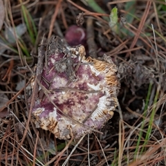 Russula 'purpureoflava group' at Hawker, ACT - 4 Aug 2025 by AlisonMilton