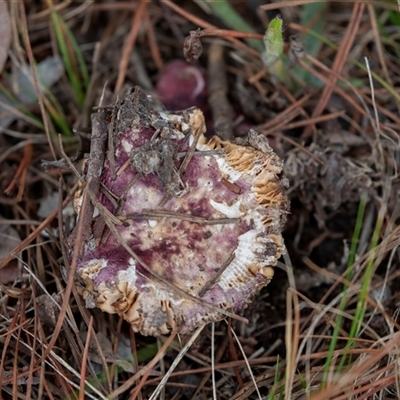 Russula 'purpureoflava group' at Hawker, ACT - 4 Aug 2025 by AlisonMilton