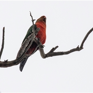 Alisterus scapularis (Australian King-Parrot) at Hawker, ACT - 4 Aug 2025 by AlisonMilton
