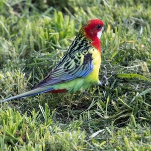 Platycercus eximius (Eastern Rosella) at Higgins, ACT - 4 Aug 2025 by AlisonMilton