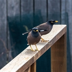 Acridotheres tristis (Common Myna) at Higgins, ACT - 4 Aug 2025 by AlisonMilton