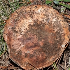 Unverified Cap on a stem; gills below cap [mushrooms or mushroom-like] at Hawker, ACT - 31 Jul 2025 by AlisonMilton